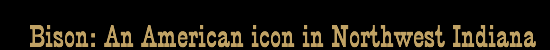 Bison: An American icon in Northwest Indiana